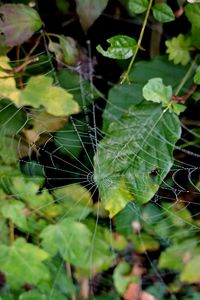 Preview wallpaper web, leaves, plants, macro