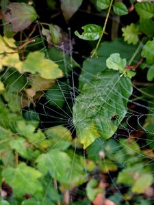 Preview wallpaper web, leaves, plants, macro