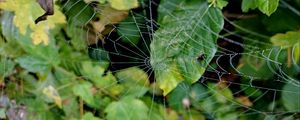 Preview wallpaper web, leaves, plants, macro