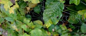 Preview wallpaper web, leaves, plants, macro