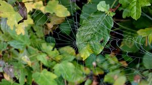 Preview wallpaper web, leaves, plants, macro