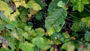 Preview wallpaper web, leaves, plants, macro