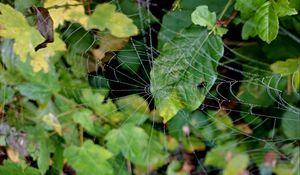 Preview wallpaper web, leaves, plants, macro