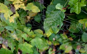 Preview wallpaper web, leaves, plants, macro