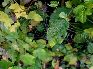 Preview wallpaper web, leaves, plants, macro