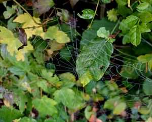 Preview wallpaper web, leaves, plants, macro