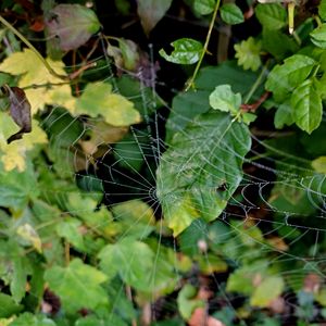 Preview wallpaper web, leaves, plants, macro