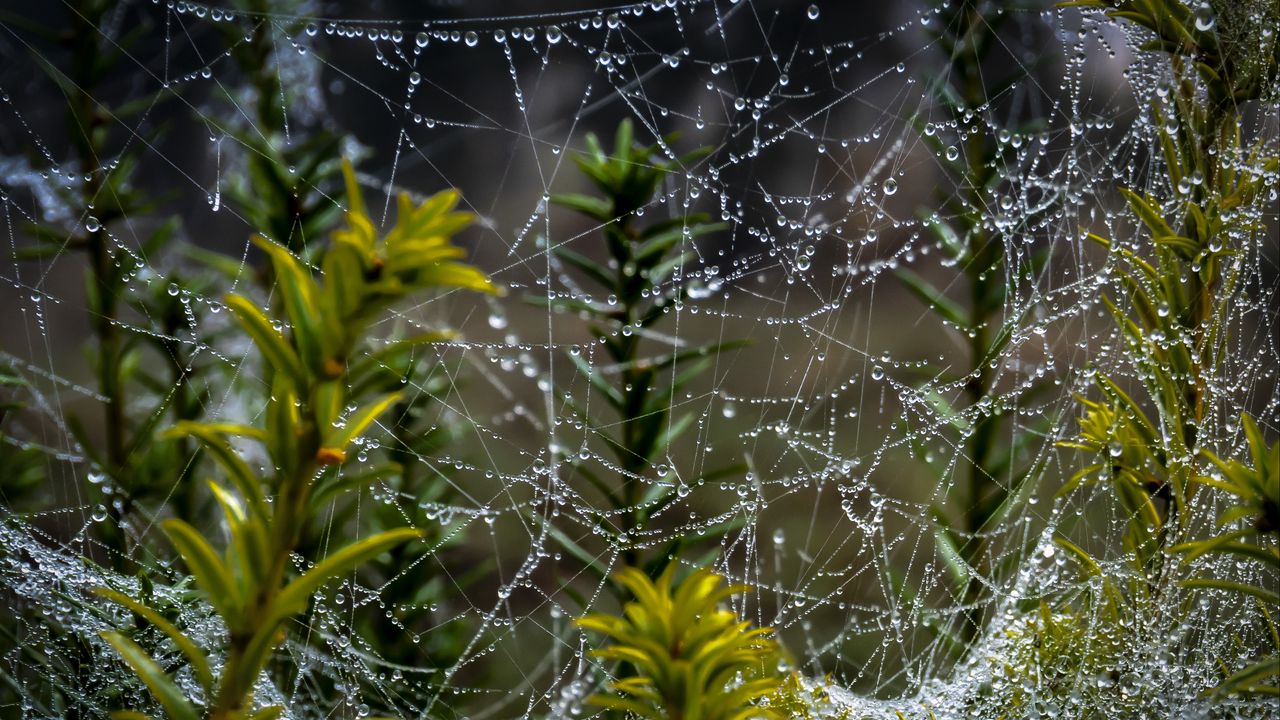Wallpaper web, threads, drops, plants, macro, nature