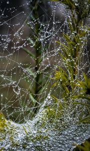 Preview wallpaper web, threads, drops, plants, macro, nature