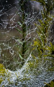 Preview wallpaper web, threads, drops, plants, macro, nature
