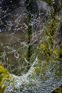 Preview wallpaper web, threads, drops, plants, macro, nature