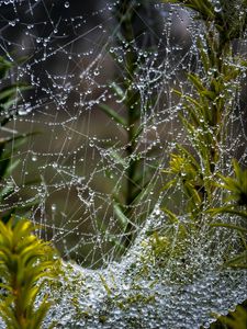 Preview wallpaper web, threads, drops, plants, macro, nature