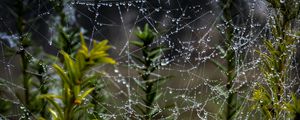 Preview wallpaper web, threads, drops, plants, macro, nature