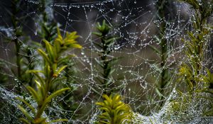 Preview wallpaper web, threads, drops, plants, macro, nature