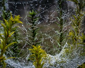 Preview wallpaper web, threads, drops, plants, macro, nature