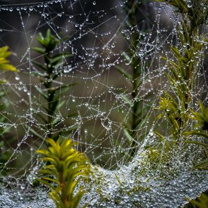 Preview wallpaper web, threads, drops, plants, macro, nature