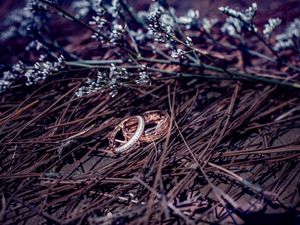 Preview wallpaper wedding rings, branches, flowers, gold