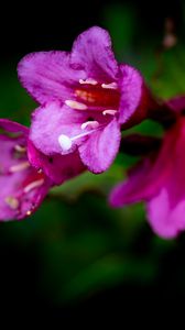 Preview wallpaper weigela, flower, petals, pollen, macro