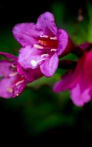 Preview wallpaper weigela, flower, petals, pollen, macro