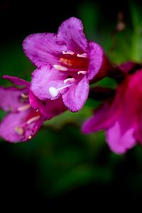 Preview wallpaper weigela, flower, petals, pollen, macro