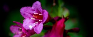Preview wallpaper weigela, flower, petals, pollen, macro