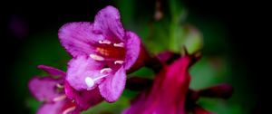 Preview wallpaper weigela, flower, petals, pollen, macro