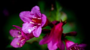 Preview wallpaper weigela, flower, petals, pollen, macro