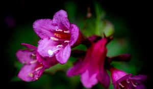 Preview wallpaper weigela, flower, petals, pollen, macro