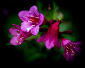 Preview wallpaper weigela, flower, petals, pollen, macro