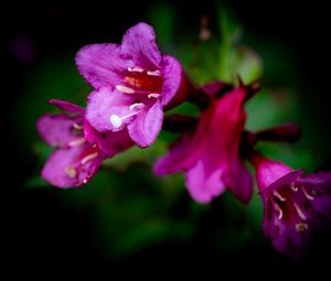 Preview wallpaper weigela, flower, petals, pollen, macro