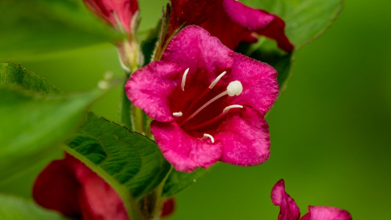 Wallpaper weigela, flowers, petals, stamens
