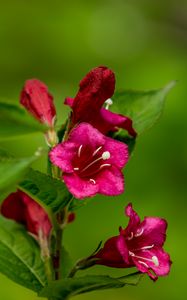 Preview wallpaper weigela, flowers, petals, stamens