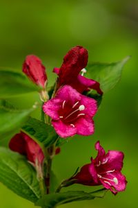 Preview wallpaper weigela, flowers, petals, stamens