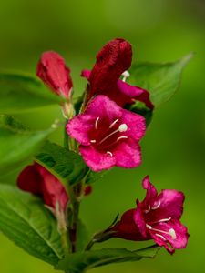 Preview wallpaper weigela, flowers, petals, stamens