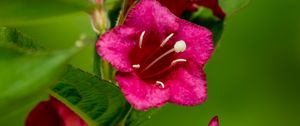 Preview wallpaper weigela, flowers, petals, stamens