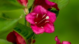 Preview wallpaper weigela, flowers, petals, stamens