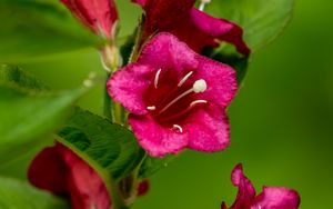 Preview wallpaper weigela, flowers, petals, stamens