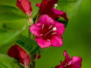 Preview wallpaper weigela, flowers, petals, stamens
