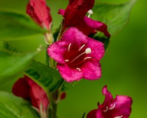 Preview wallpaper weigela, flowers, petals, stamens