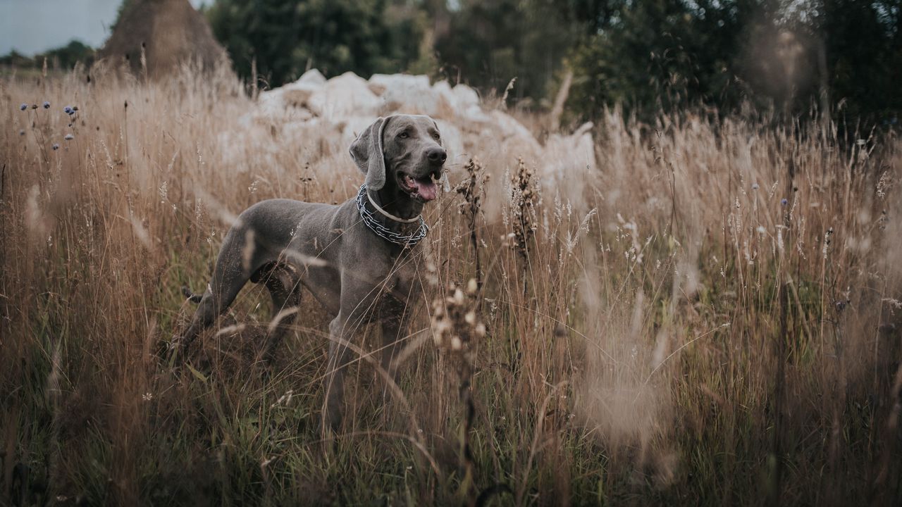 Wallpaper weimaraner, dog, grass, walk