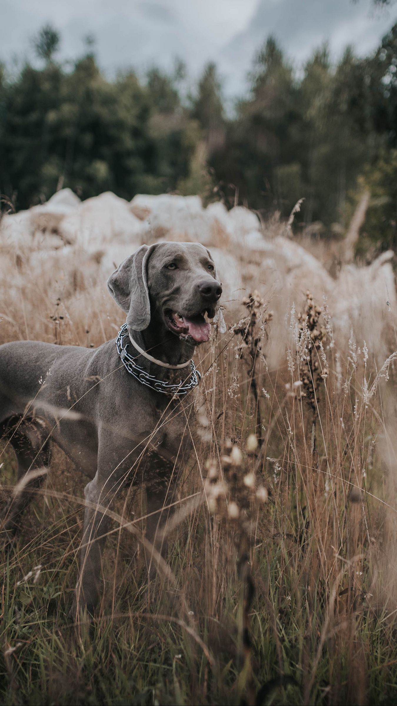 Weimaraner Dog with a Collar and Id Tag Posing in Autumn Stock Image -  Image of nature, meadow: 182707587