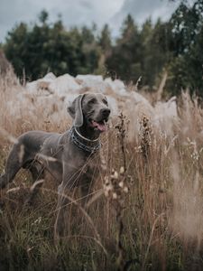 Preview wallpaper weimaraner, dog, grass, walk