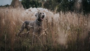 Preview wallpaper weimaraner, dog, grass, walk