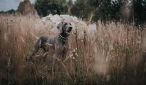 Preview wallpaper weimaraner, dog, grass, walk