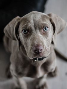 Preview wallpaper weimaraner, dog, muzzle, eyes