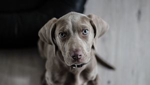 Preview wallpaper weimaraner, dog, muzzle, eyes