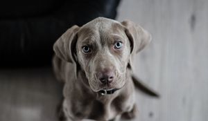 Preview wallpaper weimaraner, dog, muzzle, eyes