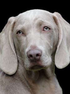 Preview wallpaper weimaraner, dog, muzzle, eyes