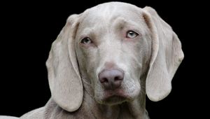 Preview wallpaper weimaraner, dog, muzzle, eyes