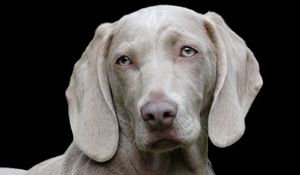 Preview wallpaper weimaraner, dog, muzzle, eyes